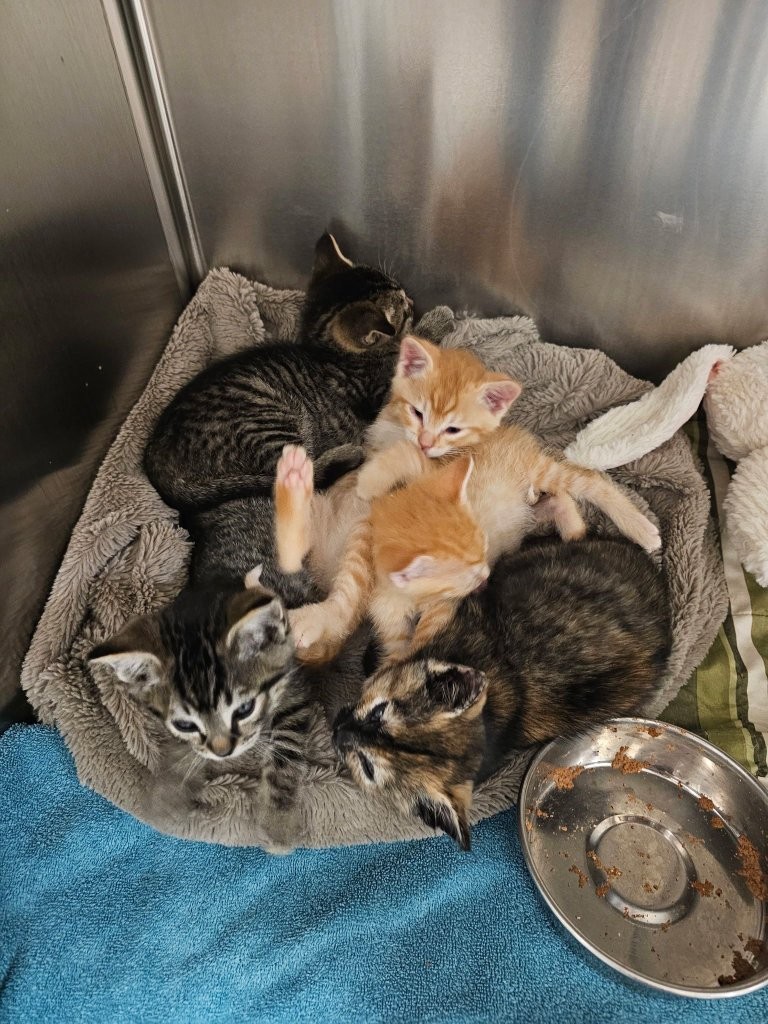 <who>Photo Credit: BC SPCA