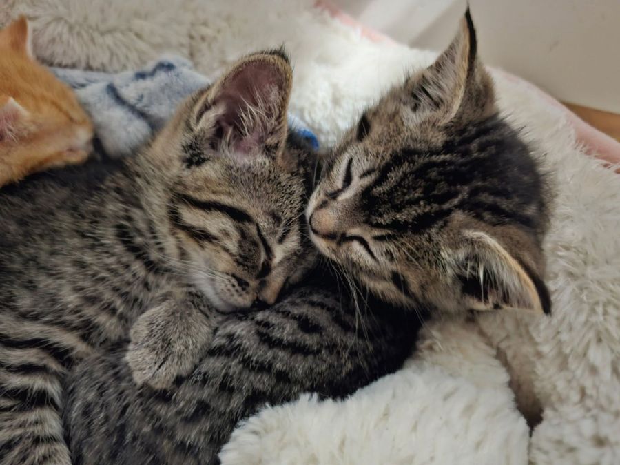 <who>Photo Credit: BC SPCA