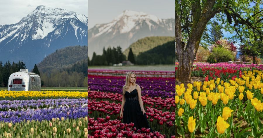 <who>Photo Credit: Harrison Tulip Festival