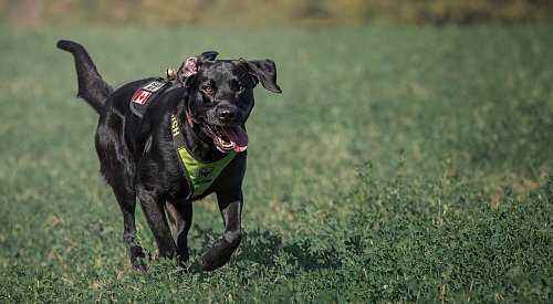 UPDATE: Missing senior and dog were found by Okanagan search K9 Barrett