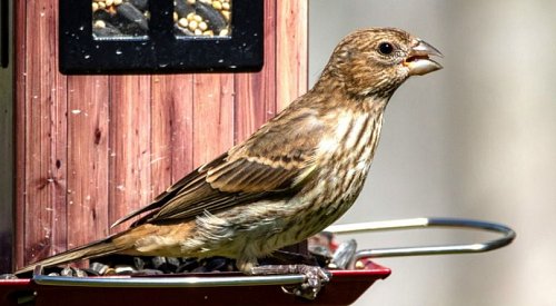 Your feathered friends are hungry -- time to put out the birdfeeder