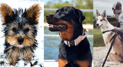 The top 10 dog and cat names in Canada in 2025 revealed