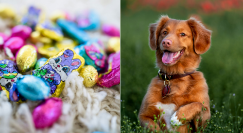 Don't let your dog get into any Easter chocolate -- it's poison to them