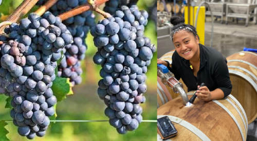 Critical workforce gaps in the BC wine industry