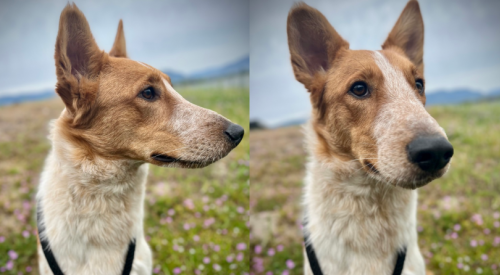 Furever Home Finder: Kevin 