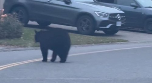 Bear strolling through West Kelowna neighbourhood a reminder that they’re still awake