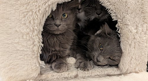 Okanagan Humane Society rescues 21 cats and kittens as record year continues