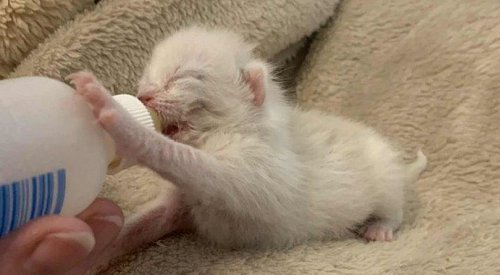 ‘Barely a day old’: Trio of newborn kittens found in Kelowna scrap yard