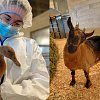 BC SPCA has taken in 46 animals from the same farm