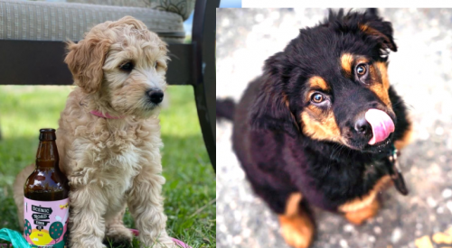 It's International Dog Day -- take your pooch out for breakfast, brunch, lunch, dinner, drinks, ice cream and-or coffee